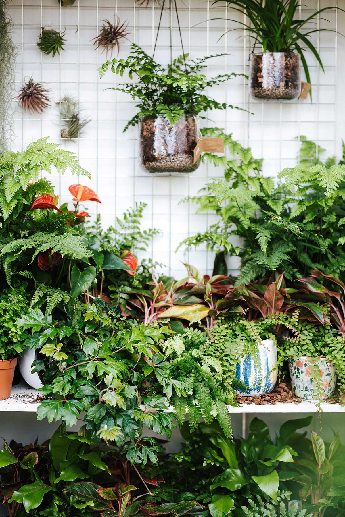 PLANTAS DENTRO DE CASA - Casa de Valentina